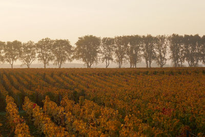 Scenic view of vineyard against clear sky during sunset