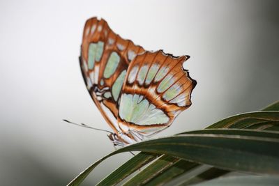 Close-up of butterfly on leaf