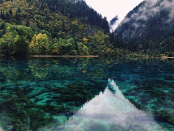 Scenic view of calm lake in forest