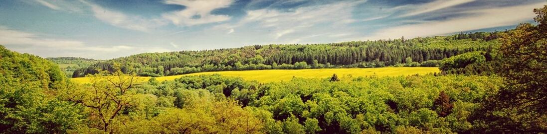 tranquil scene, beauty in nature, tranquility, tree, scenics, growth, sky, landscape, nature, green color, yellow, lush foliage, cloud - sky, mountain, agriculture, idyllic, rural scene, field, cloud, plant