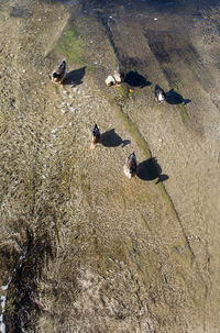 High angle view of birds on field