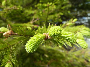 Close-up of pine tree