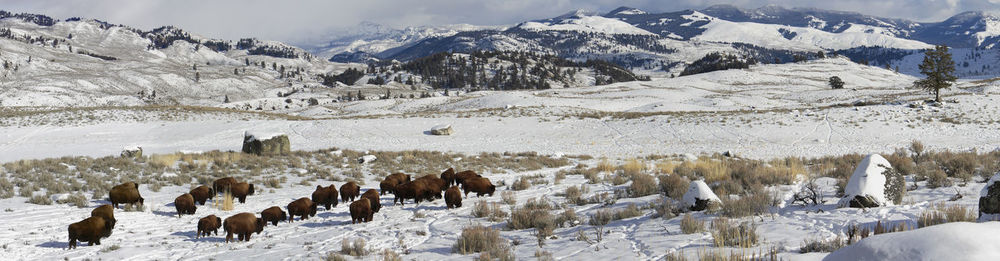 Bison obstinacy in lamar valley during winter.