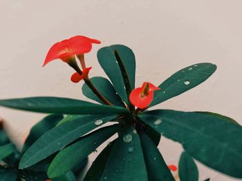 Close-up of red rose flower