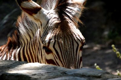 Close-up of a horse on a field