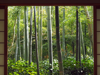 Bamboos growing forest seen through doorway
