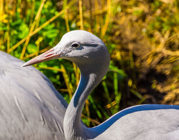 Close-up of a bird