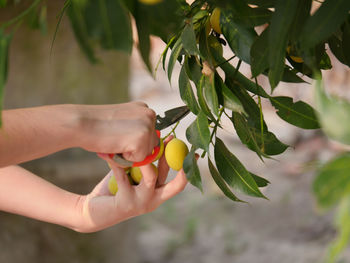 Midsection of person holding fruit