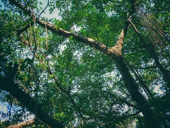 Low angle view of trees in forest against sky