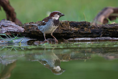 Duck on rock by lake