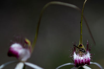 Close-up of insect on plant