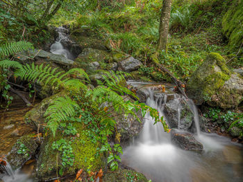 Waterfall in forest