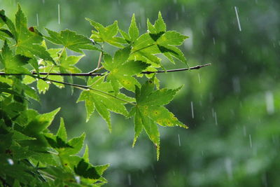 Close-up of raindrops on leaves