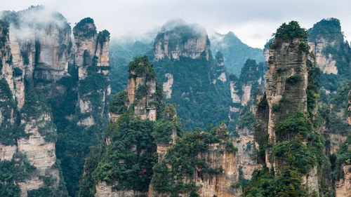 Plants growing on rock formations