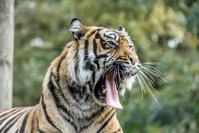 Close-up of a tiger