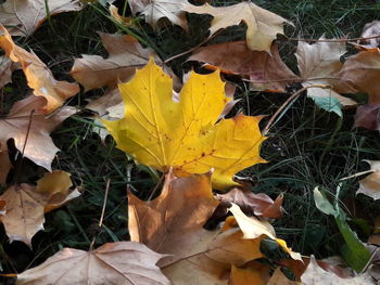 High angle view of yellow maple leaves on field