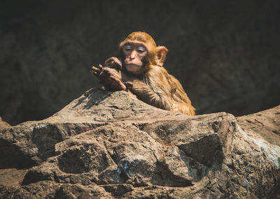 Monkey sitting on rock