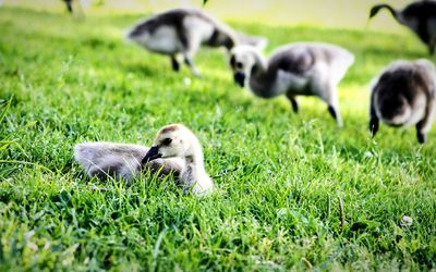 Close-up of duck on field