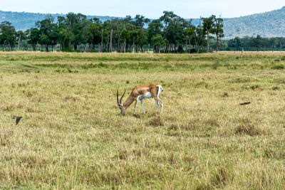 Side view of horse on grassy field