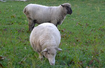 Sheep in a field