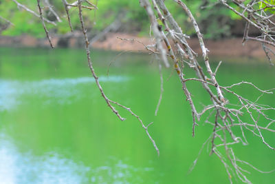 Close-up of plant on branch