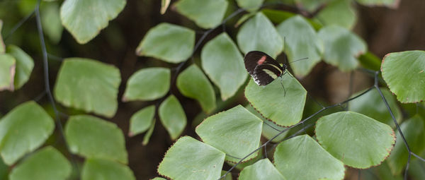 Close-up of insect on leaf