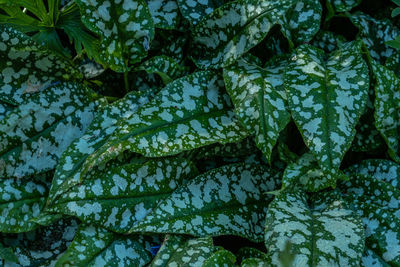 Full frame shot of fresh green leaves