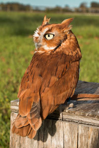 Close-up of owl perching on wood