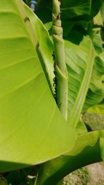 Close-up of leaves