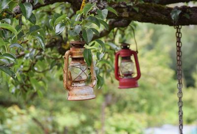 Close-up of lanterns on tree