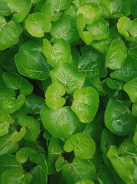 Full frame shot of green leaves