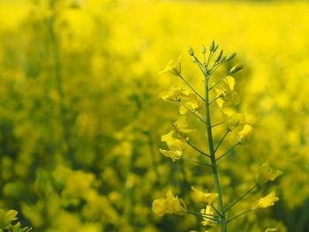 Close-up of yellow flowering plants on field