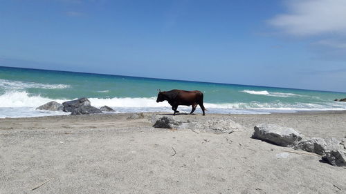 Horse on beach against sky