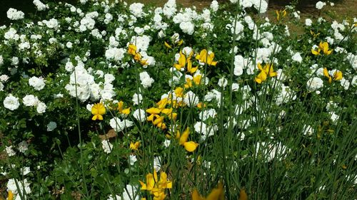 Close-up of white flowers blooming in park