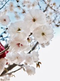 Close-up of apple blossoms in spring