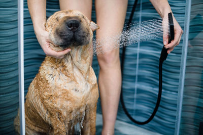 Sharpe's bathing in the shower. a clean wet dog with a mistress