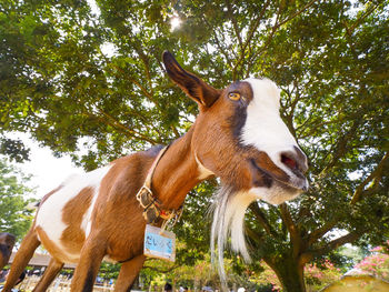 Low angle view of a horse on tree