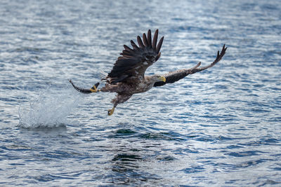 A white-tailed eagle fishing