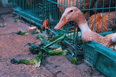 Birds in cage