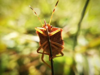 Close-up of a shied bug on leaf