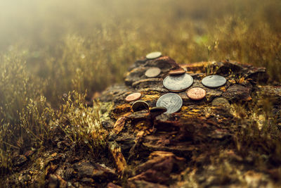 Close-up of coins on field