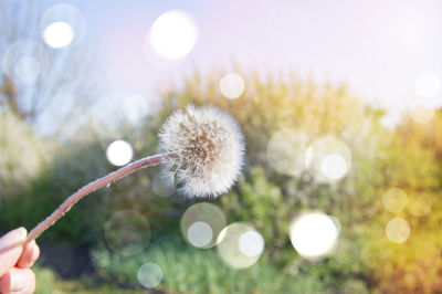White fluffy dandelion on a blurred background with highlights and bokeh, outdoors, in a spring park
