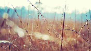 Grass in a forest