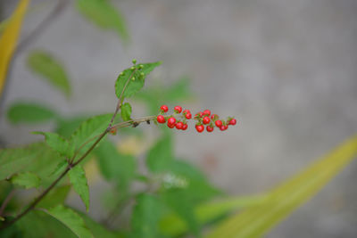 Close-up of red flowers