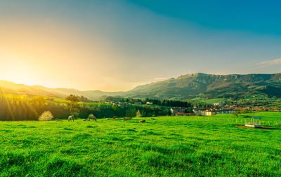 Herd of cow grazing at grass field with beautiful blue sky and morning sunlight. cow farming ranch. 