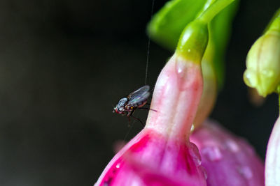 Close-up of insect on flower