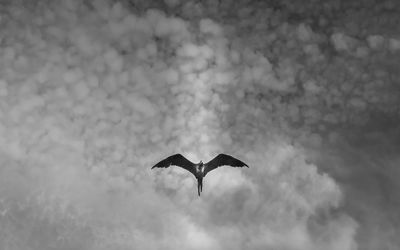 Low angle view of bird flying in sky