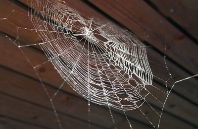 Close-up of spider on web