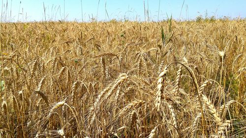 Close-up of wheat field against sky