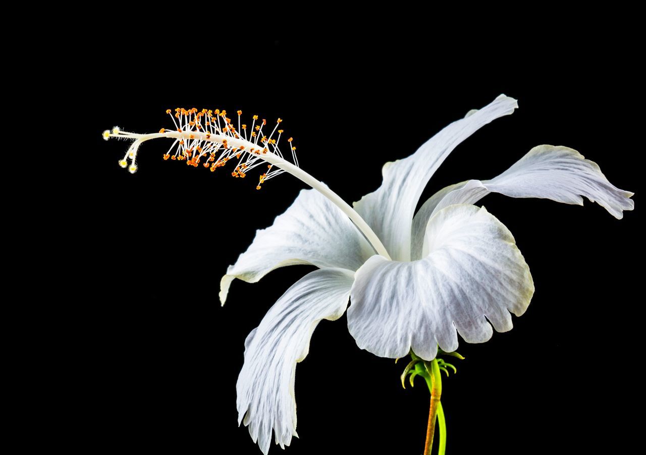 flower, black background, studio shot, petal, fragility, night, flower head, freshness, close-up, copy space, beauty in nature, nature, growth, white color, cut out, plant, dark, blooming, stem, no people